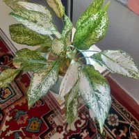گل ها جاندارم میفروشم