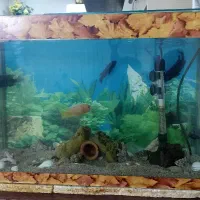 اکواریوم