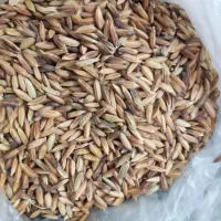 شلتوک بذری درجه یک