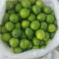 لیمو ترش برای فروش