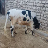 گوساله کور