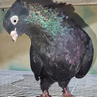 کبوتر ماده زاغ سینه آتیشی و قواره دار به ضمانت