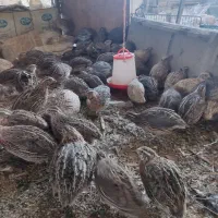 حدود 110بلدرچین نر و تخم گذار   در زرین شهر