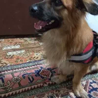 سلام ادب ازکسی گرفتم صاحبش تماس بگیره