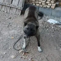 واگذاری سگ سه گرگ