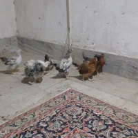 جوجه مرغ و خروس
