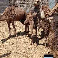 شتر|حیوانات مزرعه|قم, نوقطار|دیوار