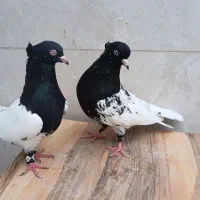 کله سیاه ماده جفتگاه
