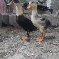 جوجه اردک