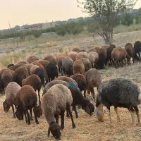 تعداد میش بی بره دوبهر کردی