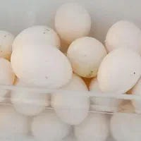 تخم کبوتر تازه و درشت