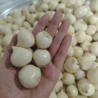 موسیر تازه