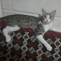 واگذاری گربه