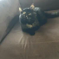 دوتا اسکاتیش پرشین ۴ ماهه