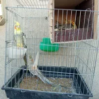 عروس هلندی مولد خوش رنگ