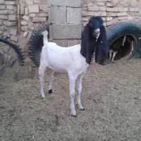 کره ماده پاکستانی