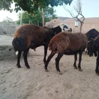 قوچ|حیوانات مزرعه|نیشابور, مازول|دیوار