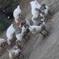 غاز