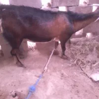 کهره