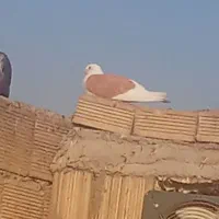 کبوتر