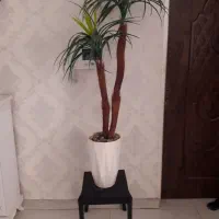 گلدان وگل واستند