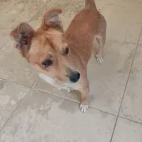 سگ پیدا شده