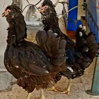 مرغ گلین سوزنی ریش و چهل تاج