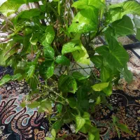 گل طبیعی آفوربیا خرگوشی بنجامین بلک