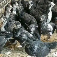 جوجه گلین