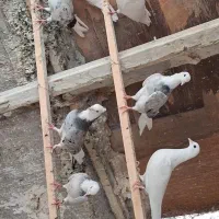 کفتر