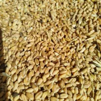فروش گندم چمران2