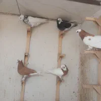 ۵عدد طوقی زردشازده  ۴تا زرد دمسفید سرخ دمسفید