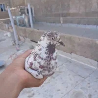 کفتر