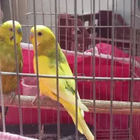 مرغ عشقم نرو ماده