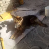 ژرمن شولاین نر