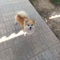 یک عدد سگ پامر فروشی