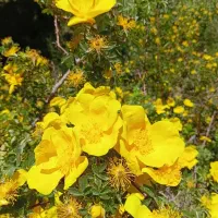 گل زرد|گل و گیاه طبیعی|تویسرکان, |دیوار