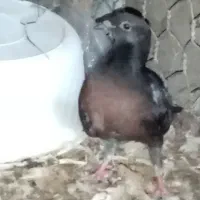 کبوتر