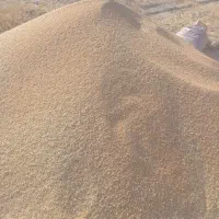 گندم دیم سرخس