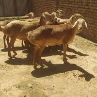 میش چینی