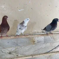 کبوتر سرور گرفتنی