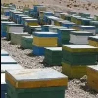 نیرو جهت پرورش زنبور