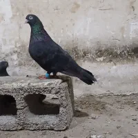 ساده