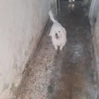 سگ پشمالو