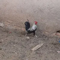 خروس بومی