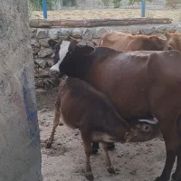حیوان،گاو،گوساله