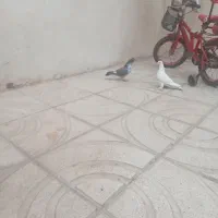 کبوتر غریب گیری