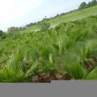 فروش برگ پالم