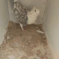 کفتر ساتن