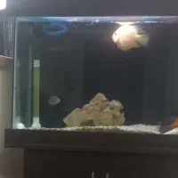 اکواریوم با میز ام دی اف